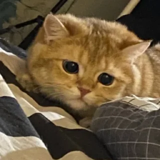 Sticker Котенок ра😼 - 2