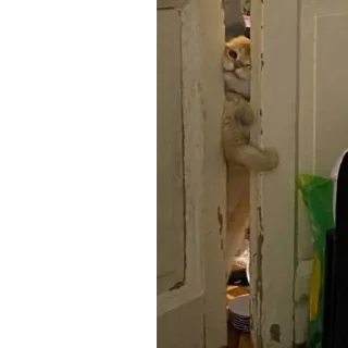 Sticker Котенок ра😼 - 5