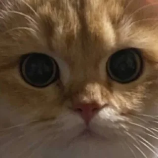 Sticker Котенок ра😼 - 10