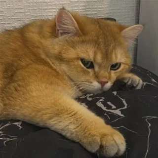 Sticker Котенок ра😼 - 7