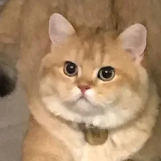 Sticker Котенок ра😼 - 6