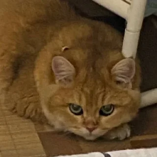 Sticker Котенок ра😼 - 1