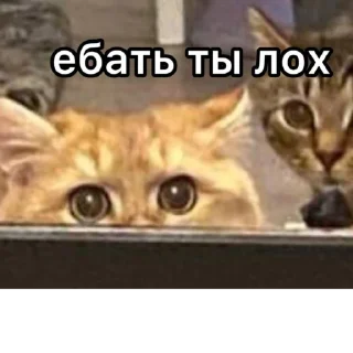 Sticker Котенок ра😼 - 3