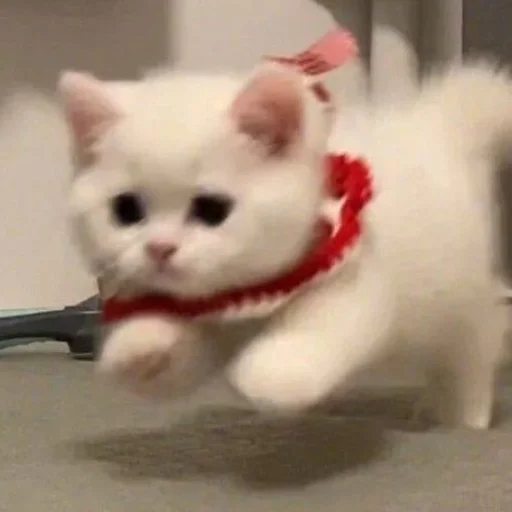 Sticker cats (*/ω＼*) - 10