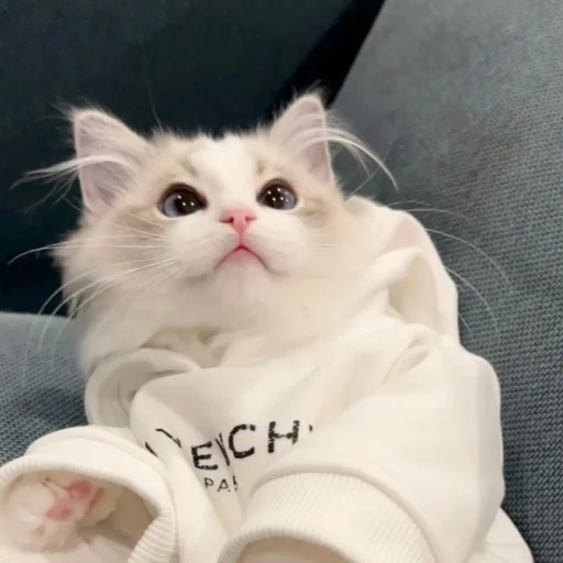 Sticker cats (*/ω＼*) - 8