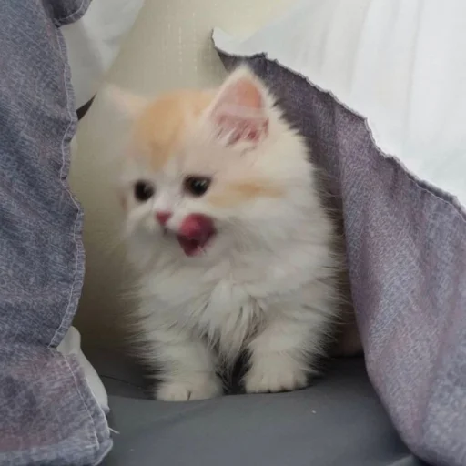 Sticker cats (*/ω＼*) - 7