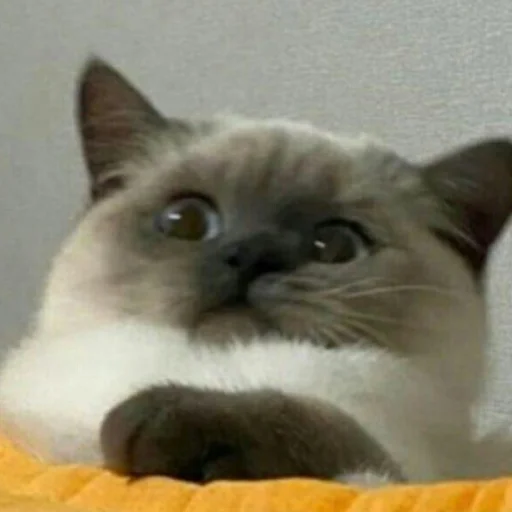 Sticker cats (*/ω＼*) - 6