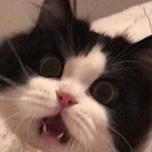 Sticker cats (*/ω＼*) - 5