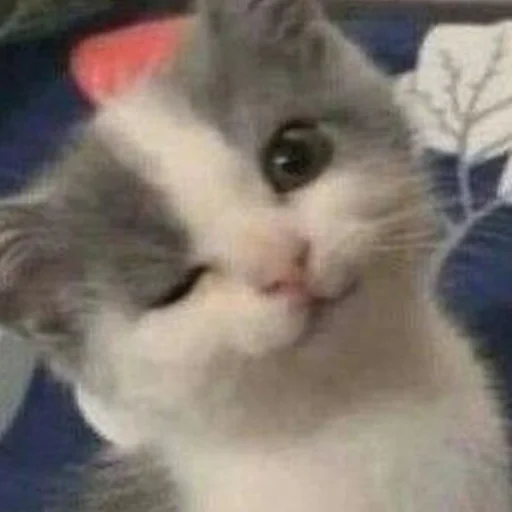 Sticker cats (*/ω＼*) - 4