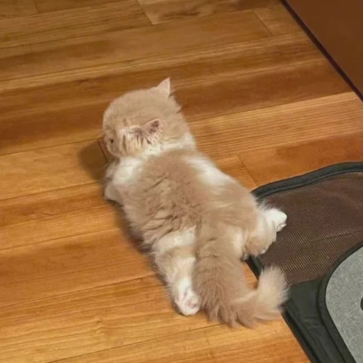 Sticker cats (*/ω＼*) - 2