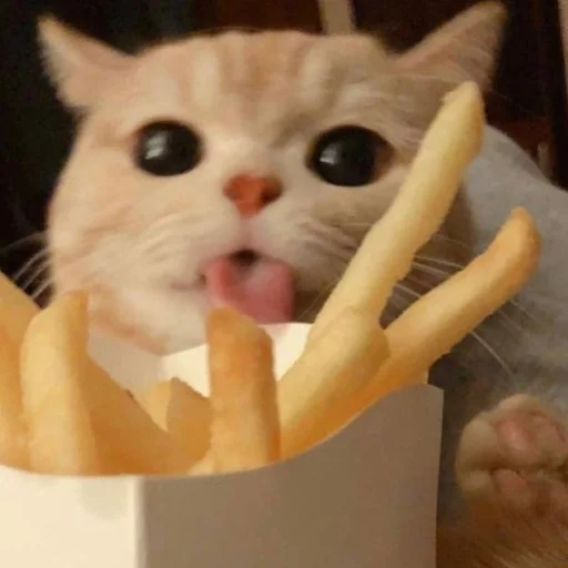 Sticker cats (*/ω＼*) - 1