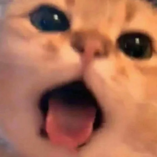 Sticker cats (*/ω＼*) - 0