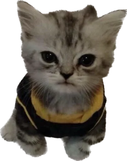 Стикер kotyata_nevduplyata - 1