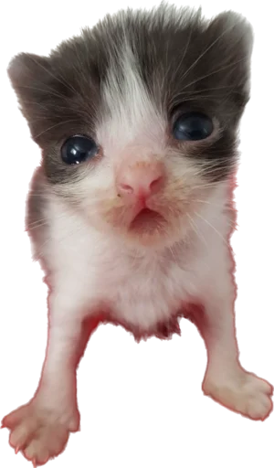 Стикер kotyata_nevduplyata - 1