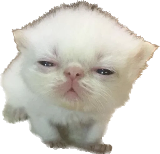 Стикер kotyata_nevduplyata - 1