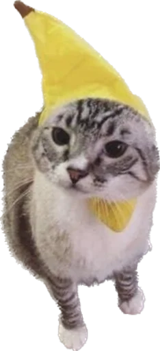 Стикер kotyata_nevduplyata - 1