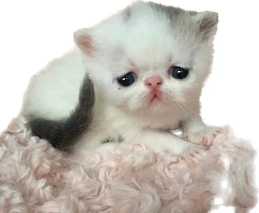 Стикер kotyata_nevduplyata - 1