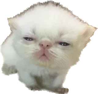 Sticker Котёныши-невдуплёныши by 🍓@wbmesale🍓 - 8