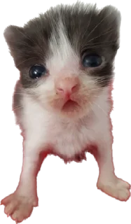 Sticker Котёныши-невдуплёныши by 🍓@wbmesale🍓 - 10