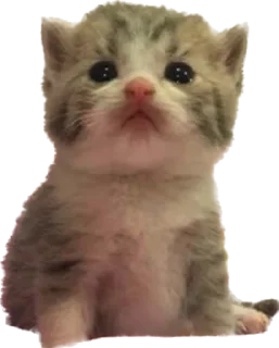 Sticker Котёныши-невдуплёныши by 🍓@wbmesale🍓 - 2