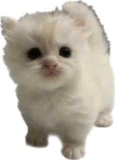 Sticker Котёныши-невдуплёныши by 🍓@wbmesale🍓 - 9