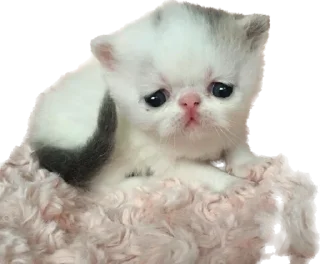 Sticker Котёныши-невдуплёныши by 🍓@wbmesale🍓 - 0