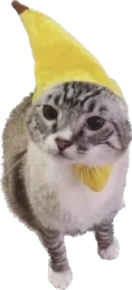 Sticker Котёныши-невдуплёныши by 🍓@wbmesale🍓 - 7