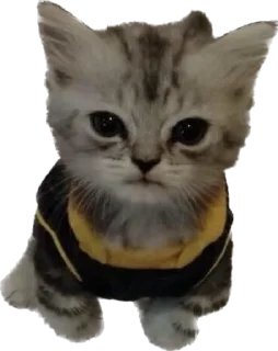 Sticker Котёныши-невдуплёныши by 🍓@wbmesale🍓 - 11