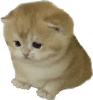 Sticker Котёныши-невдуплёныши by 🍓@wbmesale🍓 - 4