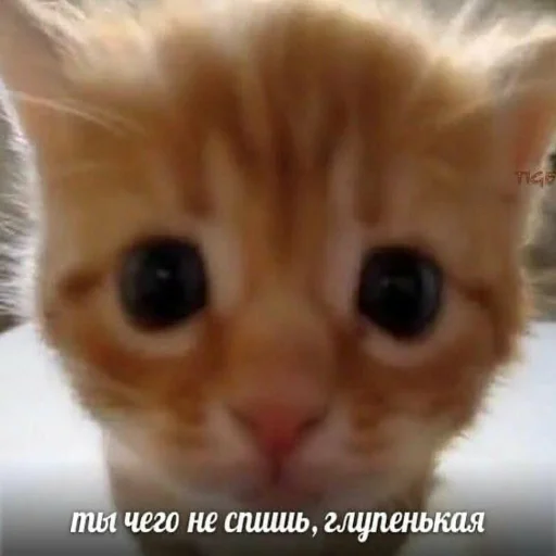 Sticker Коупс - 7