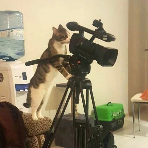 Sticker Коупс - 2