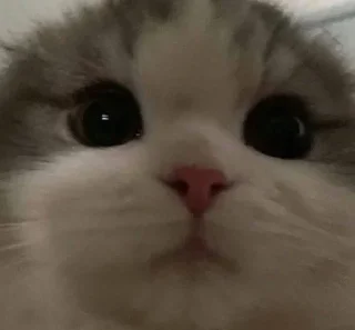 Sticker котики - 4