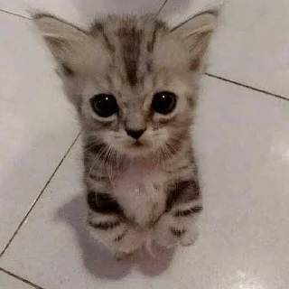 Sticker котики - 0