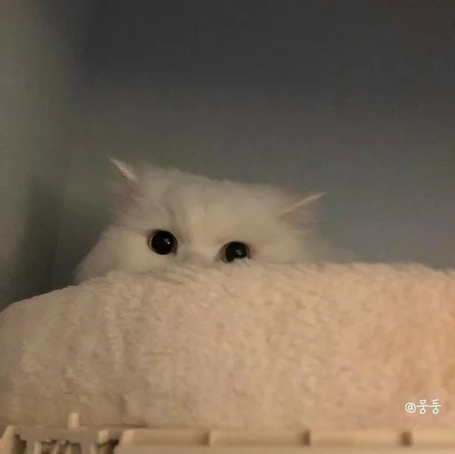 животное Белый комнатный