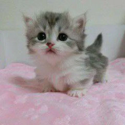 млекопитающее кошка животное