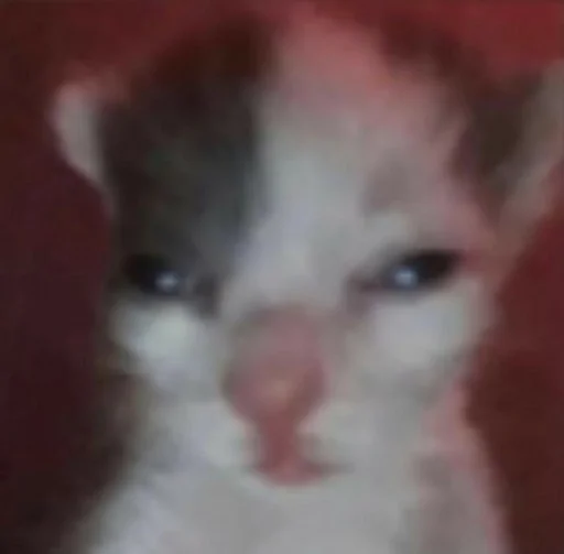 млекопитающее животное кошка