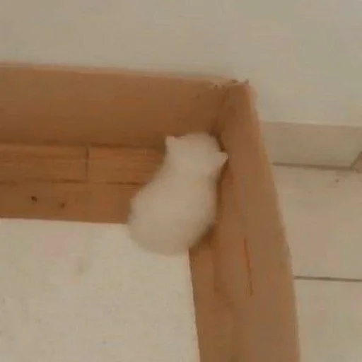 комнатный стена кошка