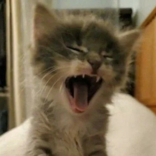 млекопитающее животное кошка