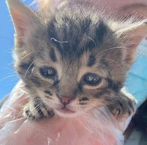 млекопитающее животное кошка