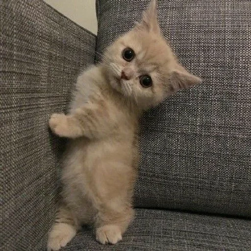 animal mammal domestic cat