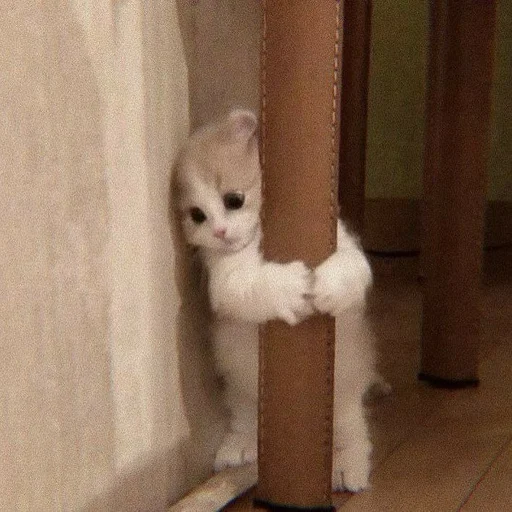 mammal small to medium-sized cats animal