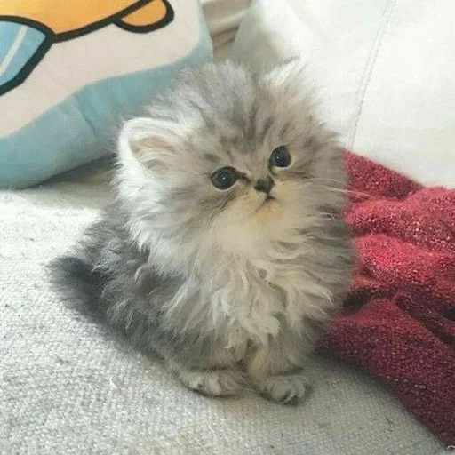 cat animal small to medium-sized cats