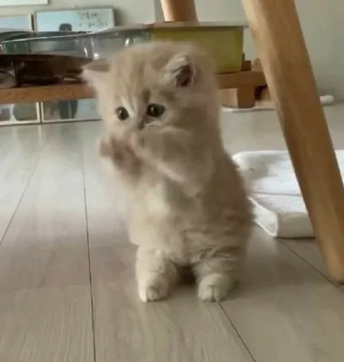 animal mammal indoor