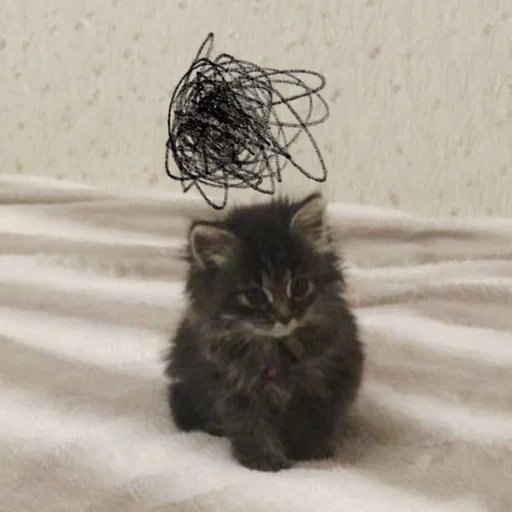 Sticker kotyatule4ki - 1