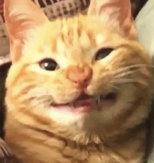 Sticker Котятульки - 7