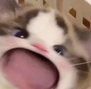 Sticker Котятульки - 1