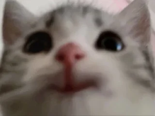 Sticker Котятульки - 11