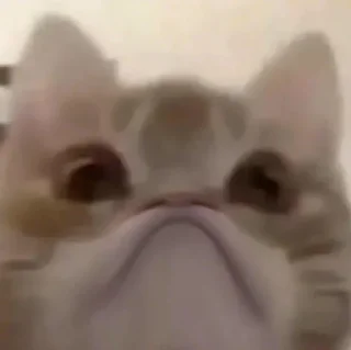 Sticker Котятульки - 10