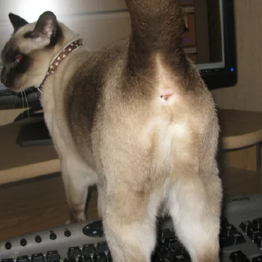 животное кошка млекопитающее