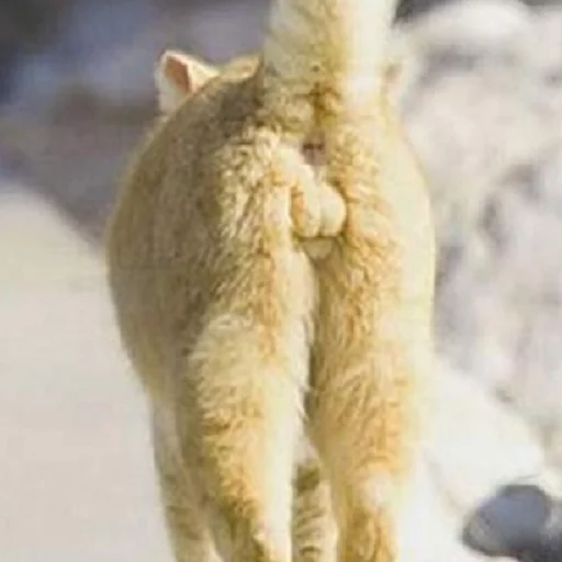 животное млекопитающее на открытом воздухе